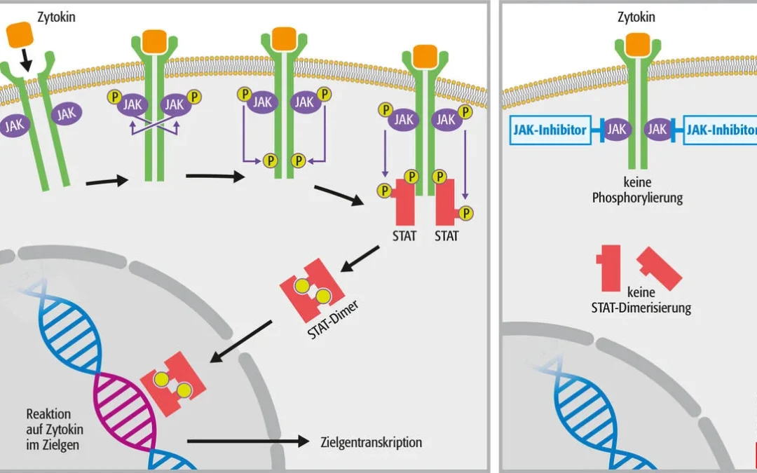 Schematische Darstellung der JAK-Hemmer